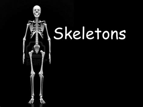 Skeleton Powerpoint Teaching Resources