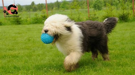 Training Your Old English Sheepdog 7 Dos And Donts Quantarum Pets