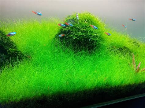 Carpet Aquarium Grass Ubicaciondepersonas Cdmx Gob Mx