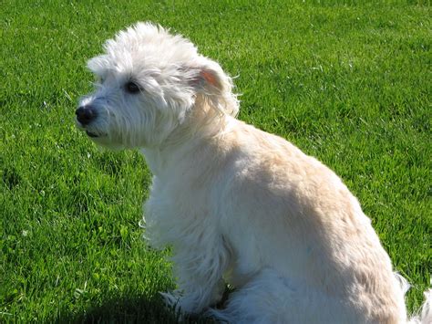 Poodle Mixes Westiepoo Westie Terrier Puppies For Sale