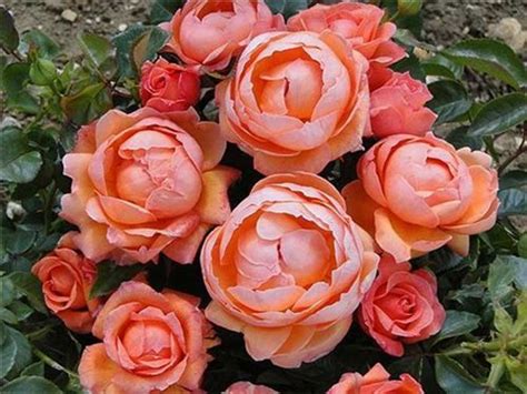 Rose Lady Marmalade Rose Of The Year 2014 Image ©harkness Roses