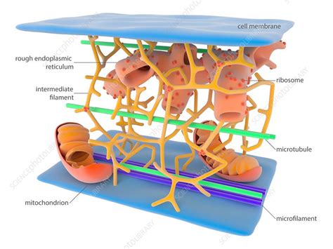 Cytoskeleton Diagram Labeled