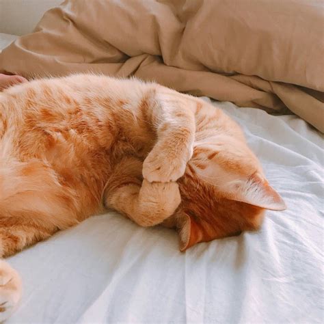 ˗ˏˋ Theartofblushing ˎˊ˗ Orange Tabby Cats Baby Cats