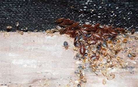 Blog How To Spot A Bed Bug Infestation In Sacramento Homes And Businesses