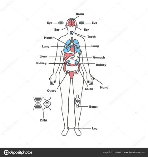 Weibliche Menschliche Anatomie Körper Innere Organe Vektordiagramm