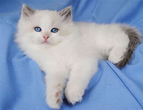 How much does a ragdoll cat cost? Most recent Cost-Free Ragdoll Cats for sale Strategies The ...