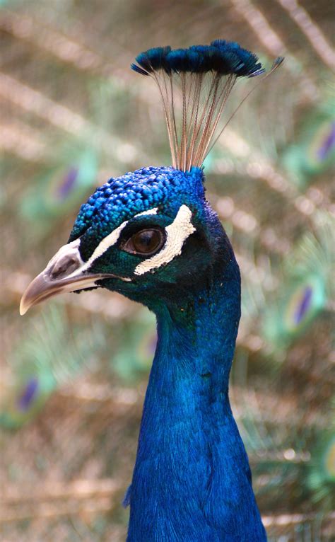 Free Images Nature Prairie Wildlife Beak Color Blue