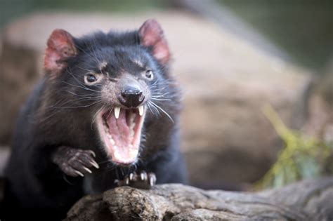 Marsupials are mammals that carry their young in a pouch. Port Arthur & devils | Tours Tasmania
