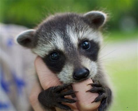 Cutest Little Raccoon My Interests