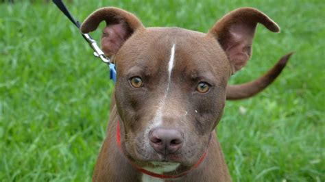Finding homes for homeless pets is what dogthelove do! UPDATED: South Florida adoptable pets