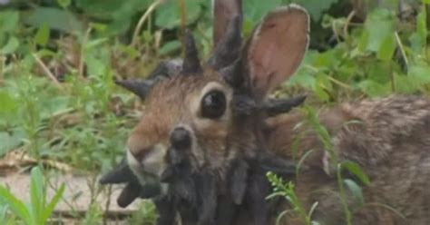 4 Photos Of The Rabbit Who Grew Horns Daily Star