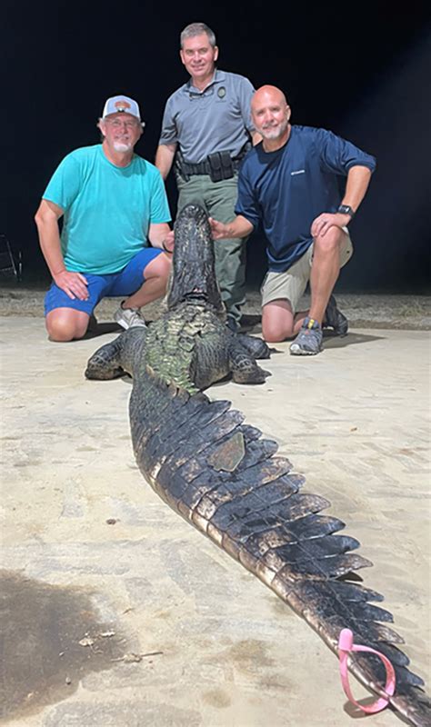 Record Breaker Madison Hunters Capture State Record Alligator On The