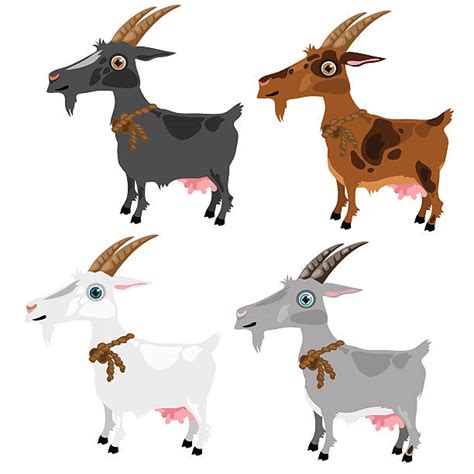 Royalty Free Funny Goat Clip Art Vector Images And Illustrations Istock