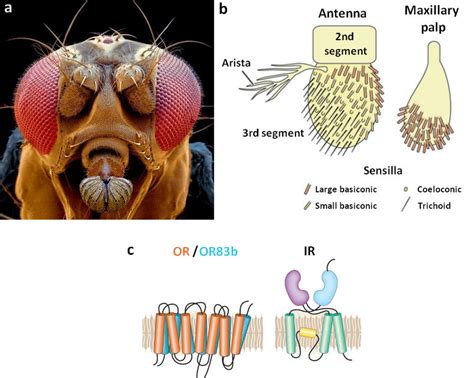 Olfactory System Of Drosophila Olfactory Organs Sensilla And