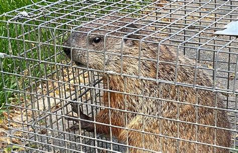 Nationwide Groundhog Trapping And Removal Services