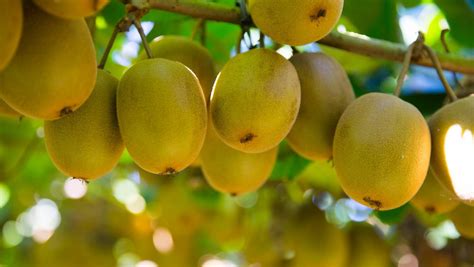 It was originally called a 'chinese gooseberry' by new zealanders, but when new zealand started to export the fruit, it was decided to give them a better name. NZ horticulture booms as kiwifruit beats wine in exports ...