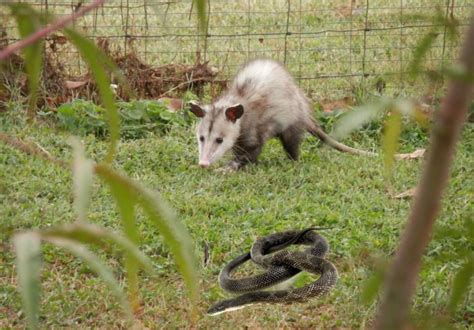 Do Possums Eat Snakes The Wild Diet Revealed Animal Hype