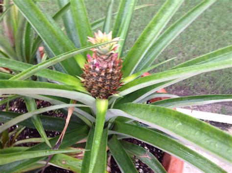Grow Your Own Pineapples Plants Garden Pineapple