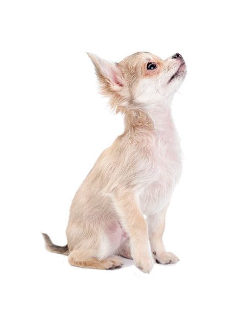 Chihuahua Profile Dog Side View Stock Photos Pictures And Royalty Free
