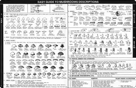 Easy Guide To Mushroom Descriptions Terms And Identification
