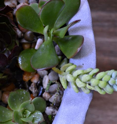 Diy Succulent Container Garden My Uncommon Slice Of Suburbia