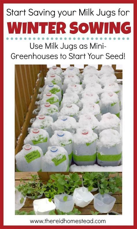 Seed Starting 101 A Guide To Winter Sowing In Milk Jugs Mini