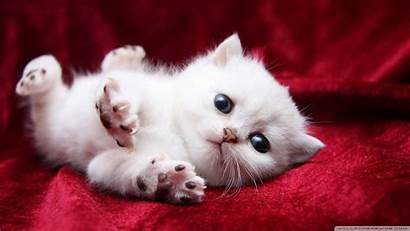 Kitty Cat Wallpapers Adorable Kitten Cats Cutely