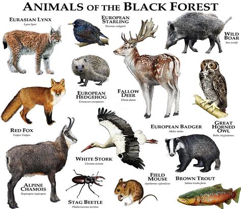 Animals Of The Black Forest Photograph By Roger Hall