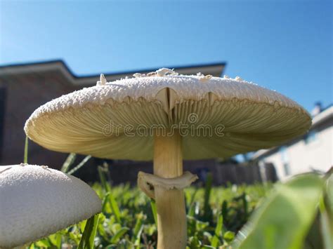 Lawn Toadstools Fungus Fungi Or Mushrooms Stock Image Image 45248327