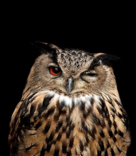 Amazing Facts About Owls Always Pets