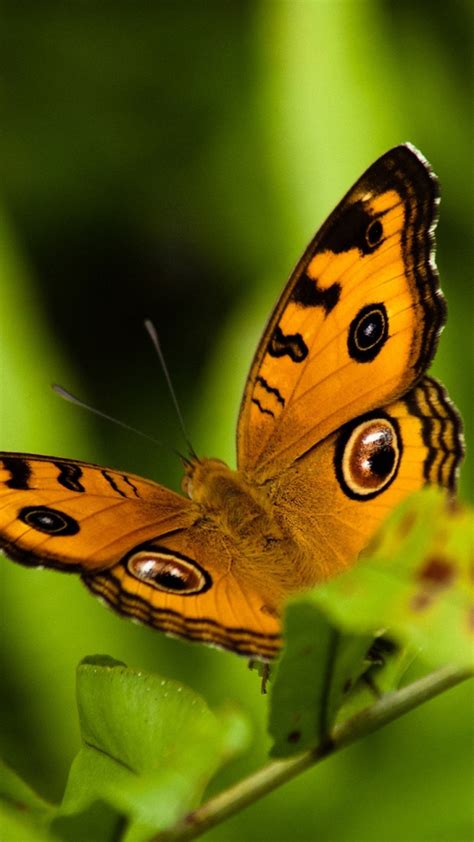 Free Butterfly Backgrounds For Android Pixelstalknet