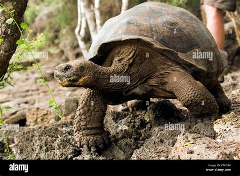 Giant Tortoise Captive Charles Darwin Research Station Santa Cruz Island Galapagos