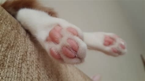 Cat Paws Pink Wallpapers Hd Desktop And Mobile Backgrounds
