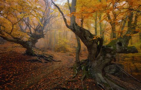 Enchanted Forest Landscape Photography Autumn Trees Nature