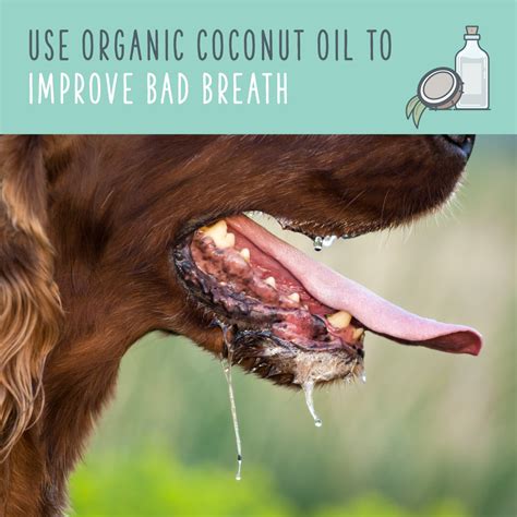 Coconut Oil For Dogs A Natural Remedy For Pet Health