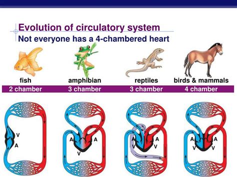 Maybe you would like to learn more about one of these? PPT - Circulatory System in Animals PowerPoint ...