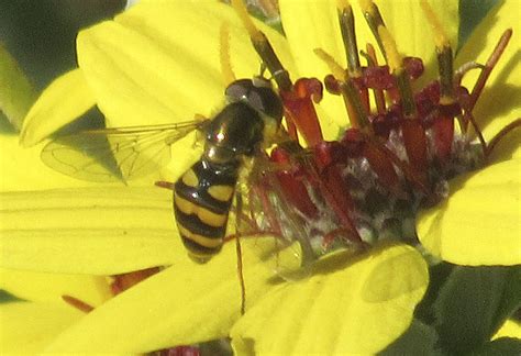 mother nature s montrose garden garden pollinators syrphid flies hoverflies flower flies