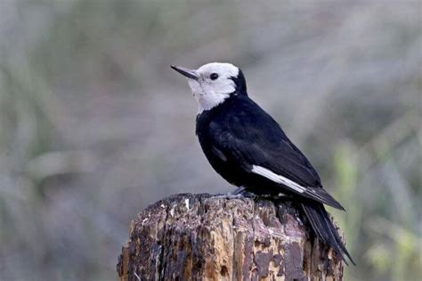 21 Black Birds With White Heads Id And Images