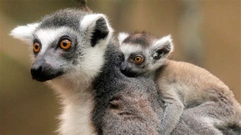 Baby Lemurs Make Their Debut At Rome Zoo Herald Sun