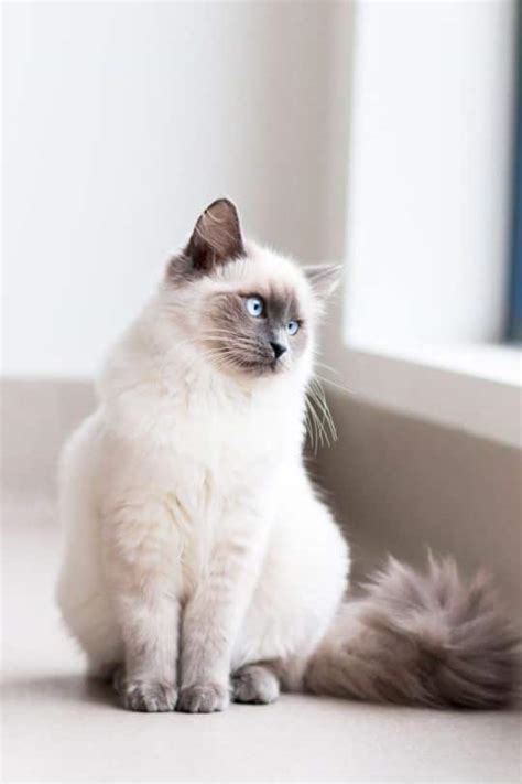 Birman Cat Breeds Profile And Characteristics Cats In Care