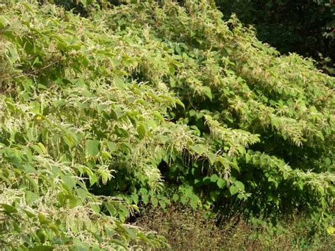 Japanese Knotweed How Much An Invasion Could Cost You Cornwall Live