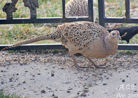 Baby Pheasant Ii Taken By My Wife Baby Pheasant Eating S Flickr