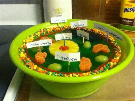 Animal Cell Out Of Candy Cells Project Edible Cell Project Cell Model