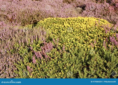 Field Of Heather Stock Image Image Of Heathers Evergreen 97908429