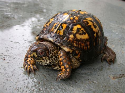 Box Turtle All Turtles