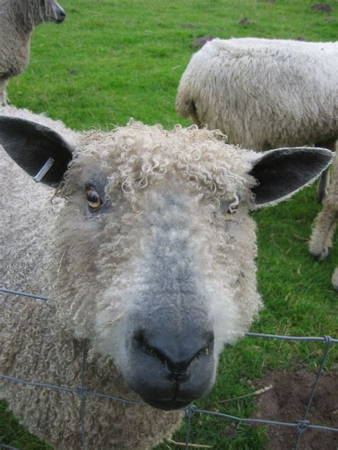 298 best images about Counting Sheep on Pinterest | Baby ...