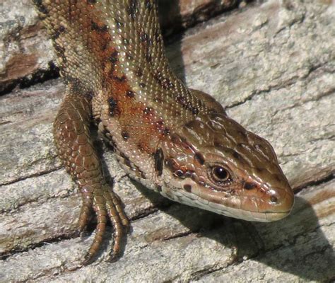 Viviparous Or Common Lizard The Only Reptile Native To Ireland