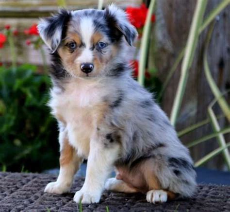 Click here to be notified when new australian shepherd puppies are listed. Australian Shepherd Puppies For Sale | California City, CA ...