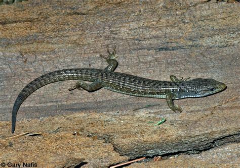 Identifying Alligator Lizards In California