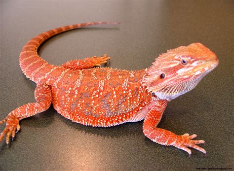 Bearded Dragon Colors Types Wallpapers Gallery